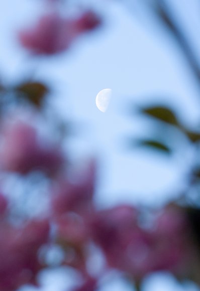 The Moon/La lluna