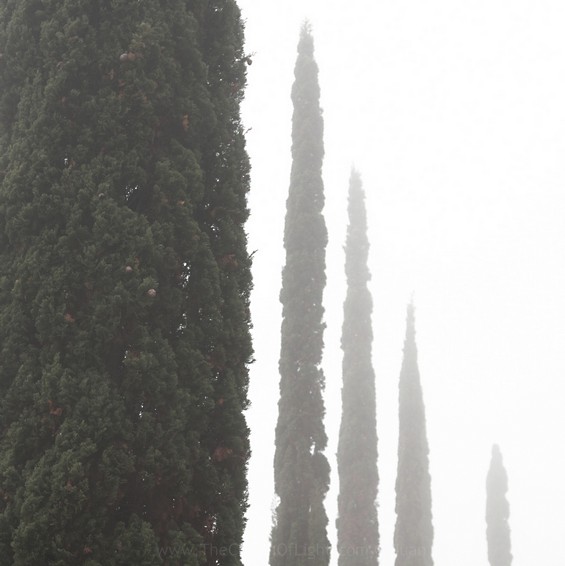 Cypresses and haze