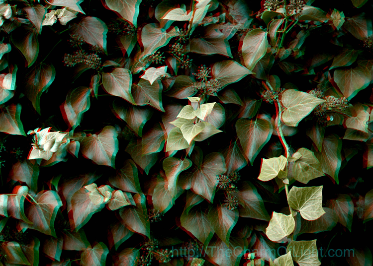 Ivy (anaglyph)