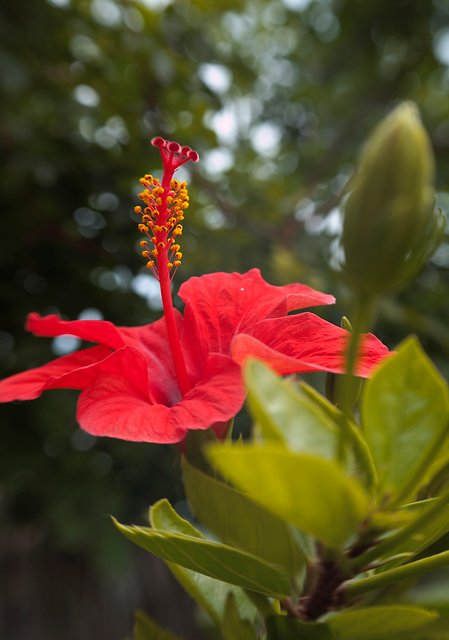 Hibiscus I