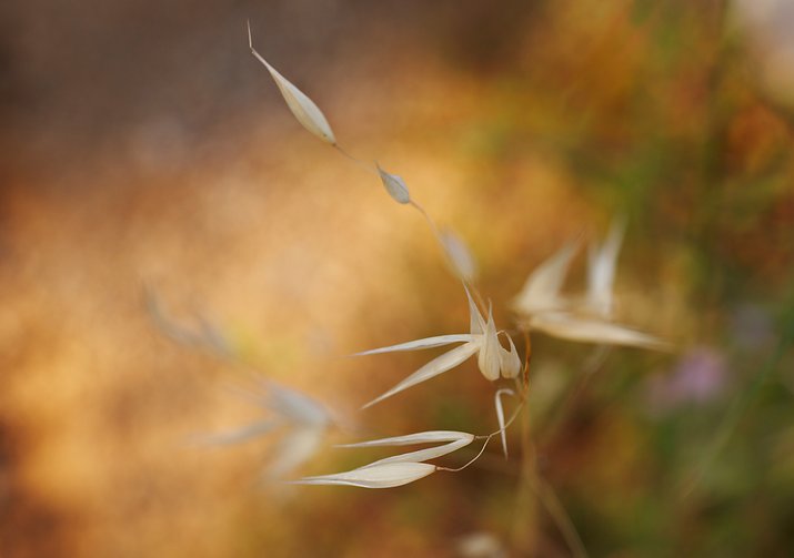 Spikes