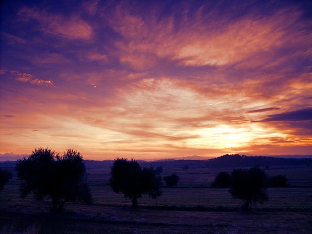 Olive trees