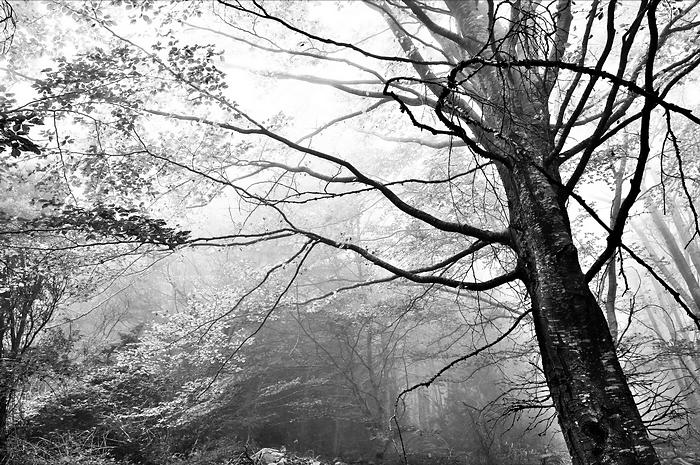 Foliage and haze