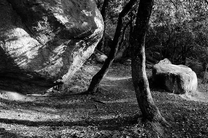 Trunks and rocks