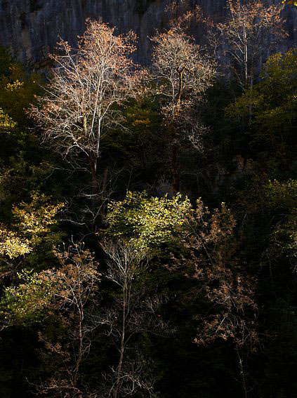 Foliage and light