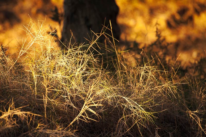 Morning grass