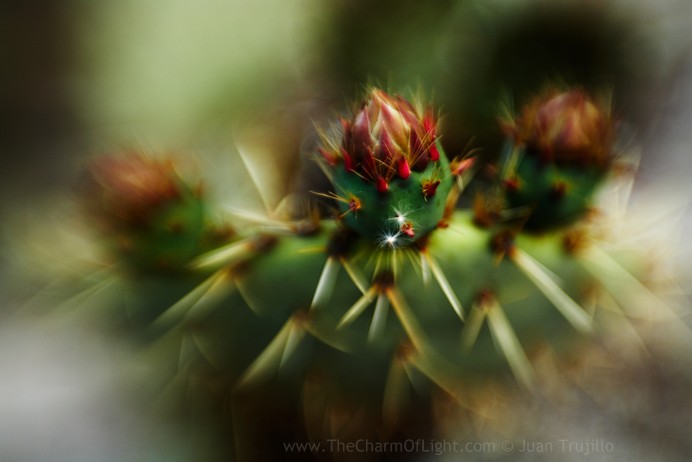 prickle,smooth,cactus,lensbabies