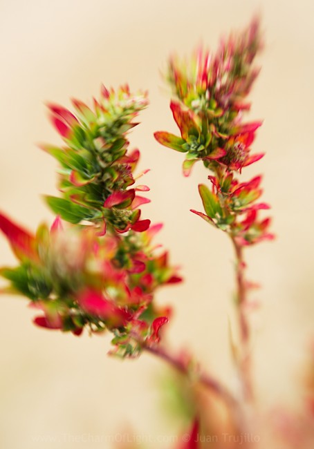 Fierce plants