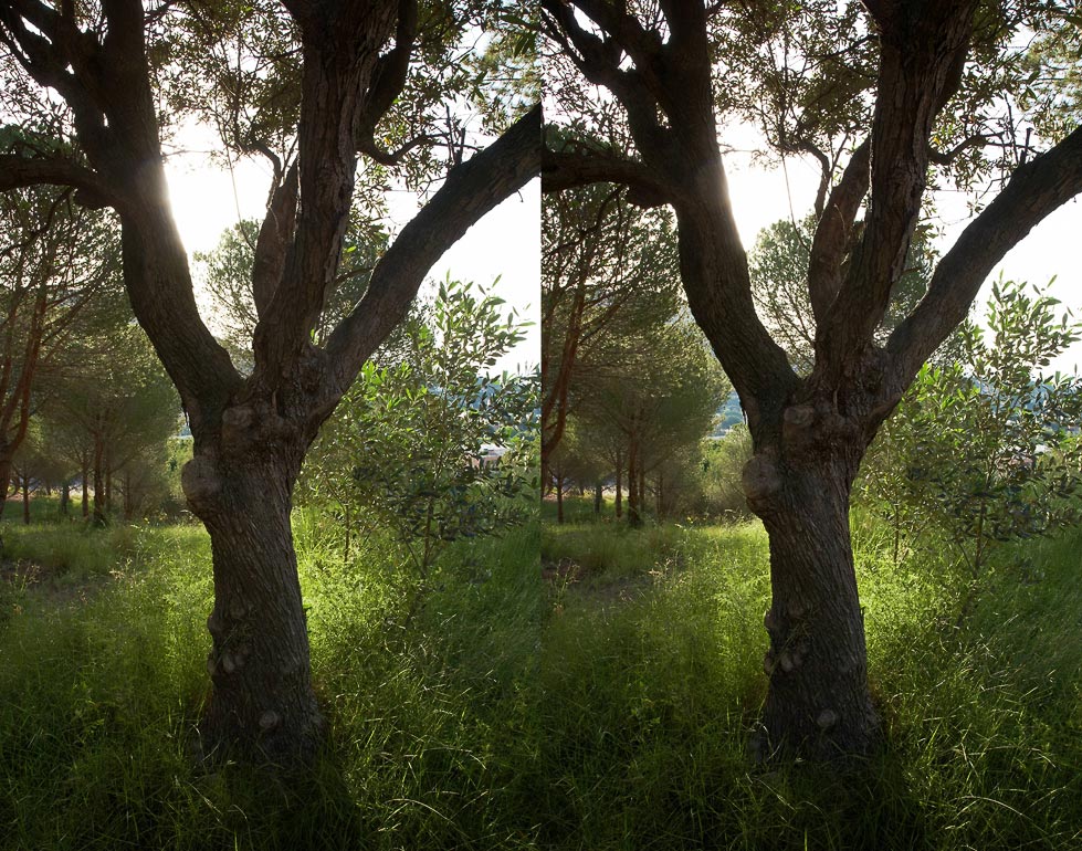 Stereo tree