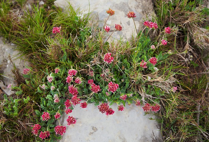 Mountain flowers