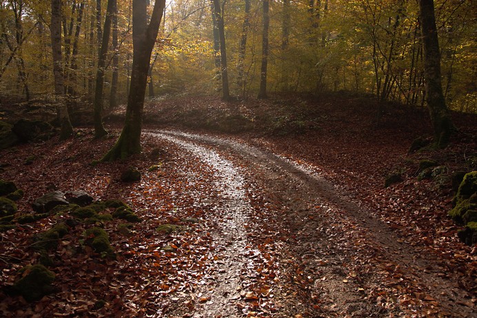 Leaves in the way