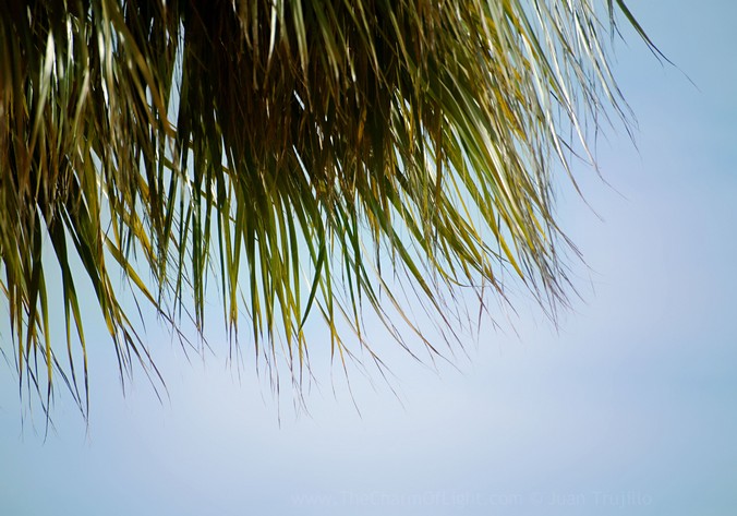 Palm