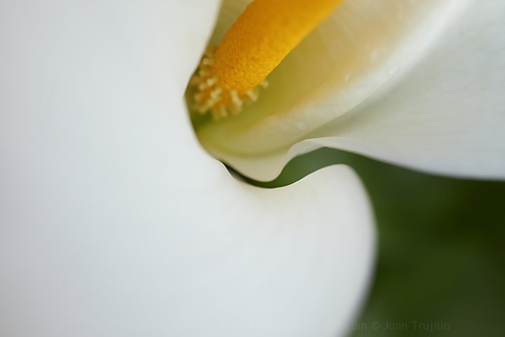 Calla lily II