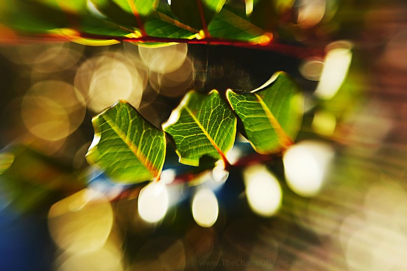 Three leaves and light